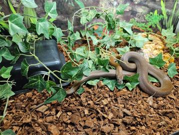 Boaedon capensis Afrikaanse huisslang beschikbaar voor biedingen