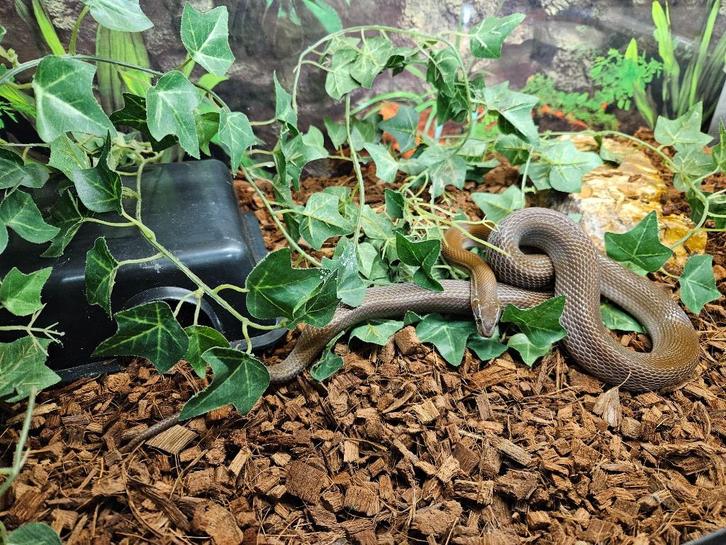 Boaedon capensis Afrikaanse huisslang, Dieren en Toebehoren, Reptielen en Amfibieën, Slang, 0 tot 2 jaar