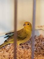 Pelzner saffraanvinken, Dieren en Toebehoren, Vogels | Overige Vogels, Meerdere dieren, Tropenvogel