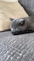 Brits korthaar kitten, Dieren en Toebehoren, Katten en Kittens | Overige Katten, Kater, Kortharig, 0 tot 2 jaar