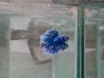 Betta splendens super delta kempvis man