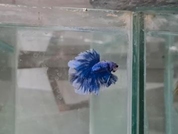 Betta splendens super delta kempvis man beschikbaar voor biedingen