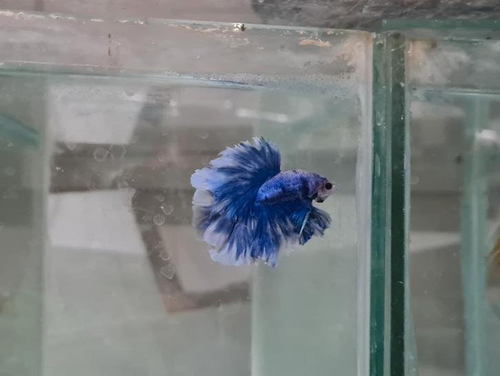 Betta splendens super delta kempvis man, Dieren en Toebehoren, Vissen | Aquariumvissen, Zoetwatervis, Vis