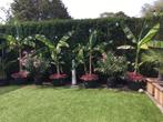 4 x banaan bansjoo, Ophalen, Volle zon, Vaste plant, Zomer