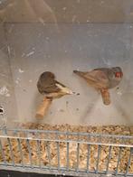 Koppel zebravinken pastel zwartborst, Meerdere dieren, Geringd