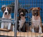 Amerikaanse Stafford pups Trefwoorden pitbull.bully.bulldog, Dieren en Toebehoren, Rabiës (hondsdolheid), 8 tot 15 weken, Meerdere
