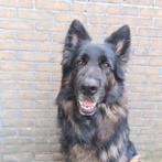dekreu Duitse herder langstokhaar met stamboom FCI, Dieren en Toebehoren, Honden | Dekreuen, Particulier, Rabiës (hondsdolheid)