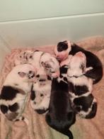 Bordercollie pups nog 3 teven 1 reu, Parvo, 8 tot 15 weken, Collie, Meerdere