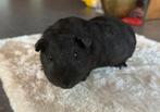 Black beauty, mannetje, 6 weken oud, Dieren en Toebehoren, Knaagdieren, Cavia, Augustus, Mannelijk, Tam