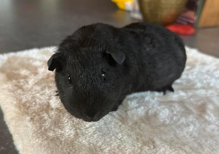 Black beauty, mannetje, 6 weken oud, Dieren en Toebehoren, Knaagdieren, Mannelijk, Cavia, Augustus, Tam