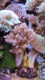 Koraal zeeaquarium voor hobby prijs, Dieren en Toebehoren, Ophalen, Overige typen