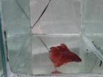 Betta splendens super delta kempvis man, Vis, Zoetwatervis