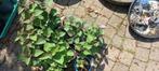 Dropplant ,agastache 1,80 euro p.st., Volle zon, Vaste plant, Zomer, Ophalen
