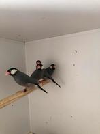 Rijstvogels, Meerdere dieren, Tropenvogel
