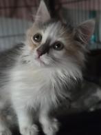 MJM Dogs Foundation: Jiyu, Dieren en Toebehoren, Katten en Kittens | Overige Katten, Poes, Langharig, 0 tot 2 jaar