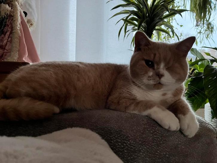 Brits korthaar  zoekt nieuw personeel, Dieren en Toebehoren, Katten en Kittens | Raskatten | Korthaar, Kater, 0 tot 2 jaar, Gechipt