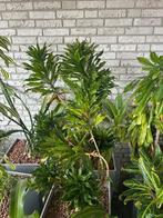 Plantenbak voor binnen en buiten Lechuza Cubico, Ophalen, Tuin, Kunststof, Gebruikt