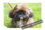 Gezocht 2 maltezer x shih tzu pups (teefjes), Dieren en Toebehoren, Rabiës (hondsdolheid), Overige rassen, 8 tot 15 weken, Teef
