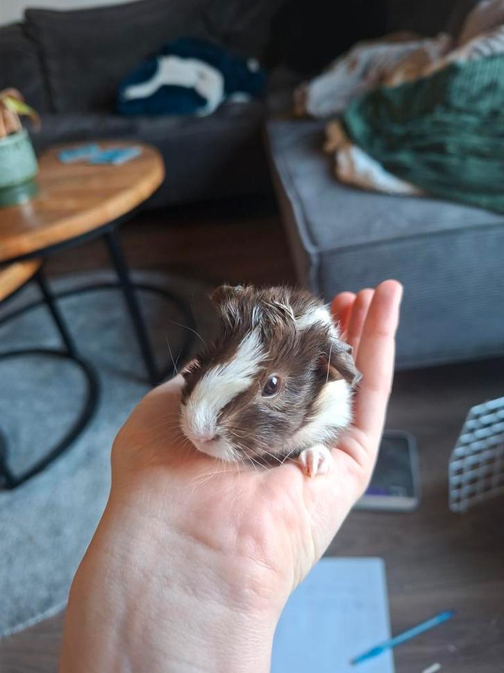Baby cavia beertje Taco, Dieren en Toebehoren, Knaagdieren, Mannelijk, Cavia, Januari, Tam