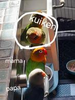 Fisherie agaponiskuiken. 9 wk., Dieren en Toebehoren, Meerdere dieren, Parkiet
