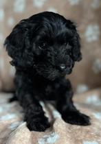 De liefste, mooiste cockapoo pups, Rabiës (hondsdolheid), Overige rassen, 8 tot 15 weken, Meerdere