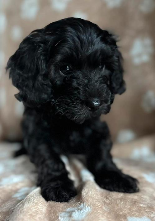De liefste, mooiste cockapoo pups, Dieren en Toebehoren, Honden | Chihuahua's en Gezelschapshonden, Meerdere dieren, Overige rassen