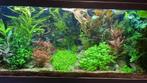 Diverse pakketten aquariumplanten v.a. € 1 met gratis advies, Ophalen of Verzenden, Zo goed als nieuw, Plant(en), Steen of Hout