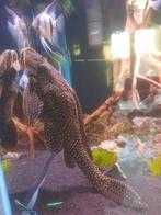Pleco L001 vrouw