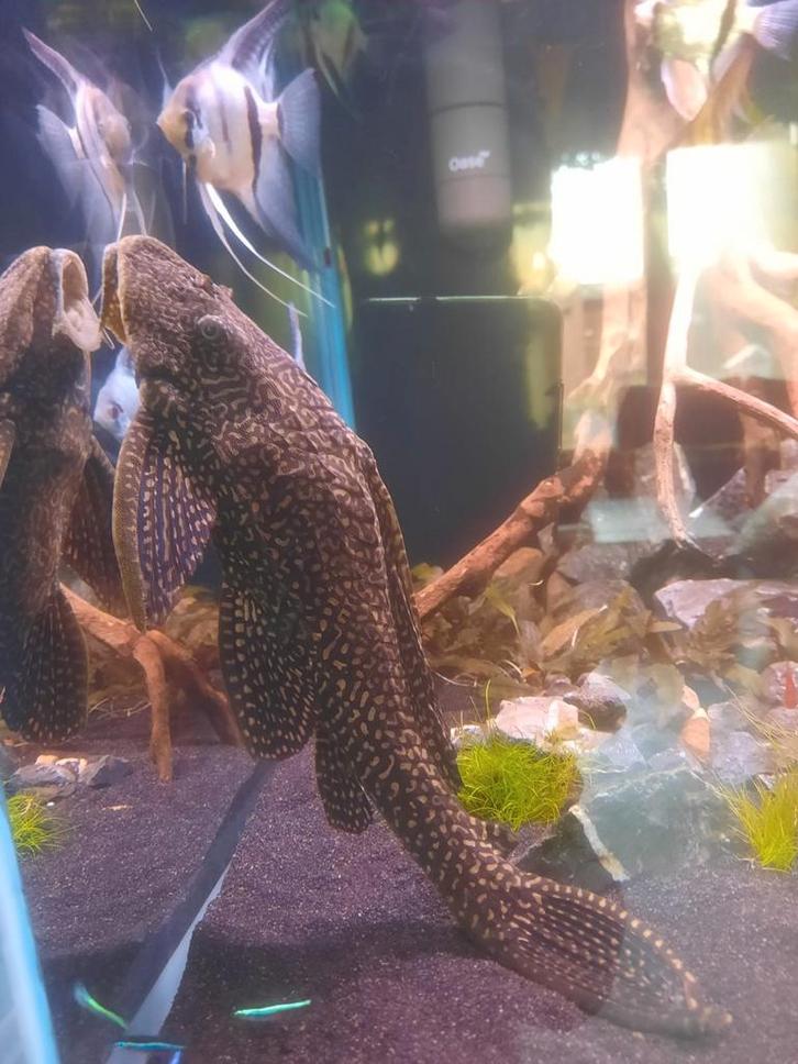 Pleco L001 vrouw, Dieren en Toebehoren, Vissen | Aquariumvissen