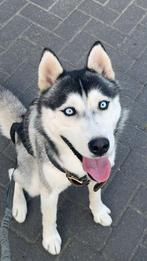 Lieve Siberische Husky goed opgevoed, sociaal en gehoorzaam, Dieren en Toebehoren, Honden | Poolhonden, Keeshonden en Oertypen