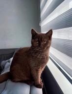 Cinnamon kitten, Poes