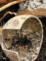 Nhandu Coloratovillosus (Braziliaanse zwart/wit vogelspin), Overige soorten