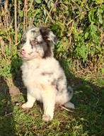 Prachtige Aussie Australian Shepherd pups!!, Dieren en Toebehoren, Nederland, 8 tot 15 weken, CDV (hondenziekte), Meerdere