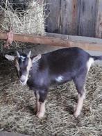Te koop 1 mooi jong dwerggeitje., Dieren en Toebehoren, Schapen, Geiten en Varkens, Vrouwelijk, Geit, 0 tot 2 jaar