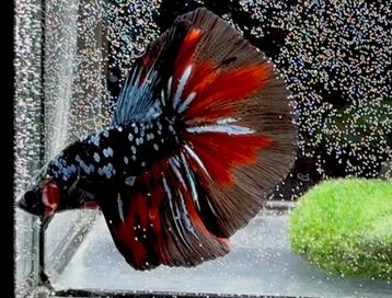 Betta Halfmoon Avatar Glitter Red Wash beschikbaar voor biedingen