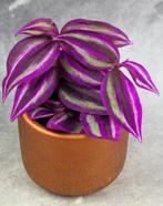 Tradescantia Pink Paradise stekjes zeldzaam, Huis en Inrichting, Kamerplanten, Verzenden