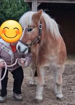 Hele lieve, rustige shetlandpony, Dieren en Toebehoren, Pony's, Ruin, A pony (tot 1.17m)