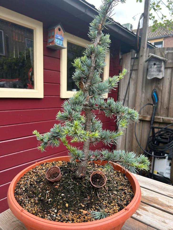 Ceder Atlantica Glauca (Pré) Bonsai, Tuin en Terras, Planten | Bomen, Overige soorten, Minder dan 100 cm, Volle zon, Bloeit niet
