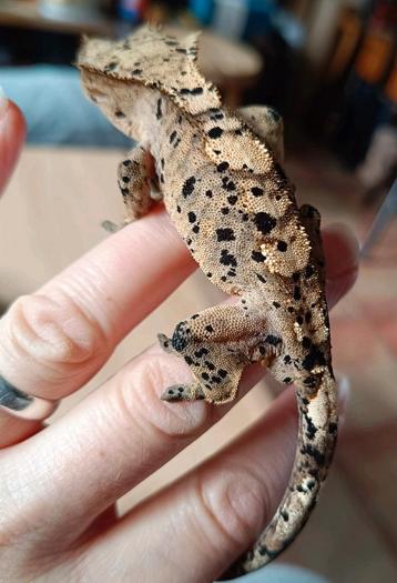 Wimpergekko inktspot superdalmatian man beschikbaar voor biedingen