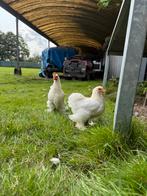 Jonge witten cochin kriel, Dieren en Toebehoren, Pluimvee, Meerdere dieren, Kip