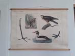 Schoolplaat"Het Naardermeer".J.B.Wolters.kiekendief,Roerdomp, Ophalen of Verzenden, Natuur en Biologie