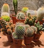 Leuke kleine cactusjes in pot, Ophalen of Verzenden