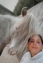 Verzorgshetlander gezocht, Ophalen of Verzenden, Nieuw