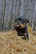 7 super leuke rottweilers te koop!️, Dieren en Toebehoren, 8 tot 15 weken, CDV (hondenziekte), Meerdere, Meerdere dieren