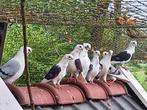 Koppel meeuwtjes, Dieren en Toebehoren, Pluimvee, Meerdere dieren, Overige soorten