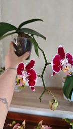 Orchidee, Ophalen, Overige soorten