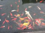 koi en andere vijvervissen, Dieren en Toebehoren, Vissen | Vijvervissen, Karper of Koi