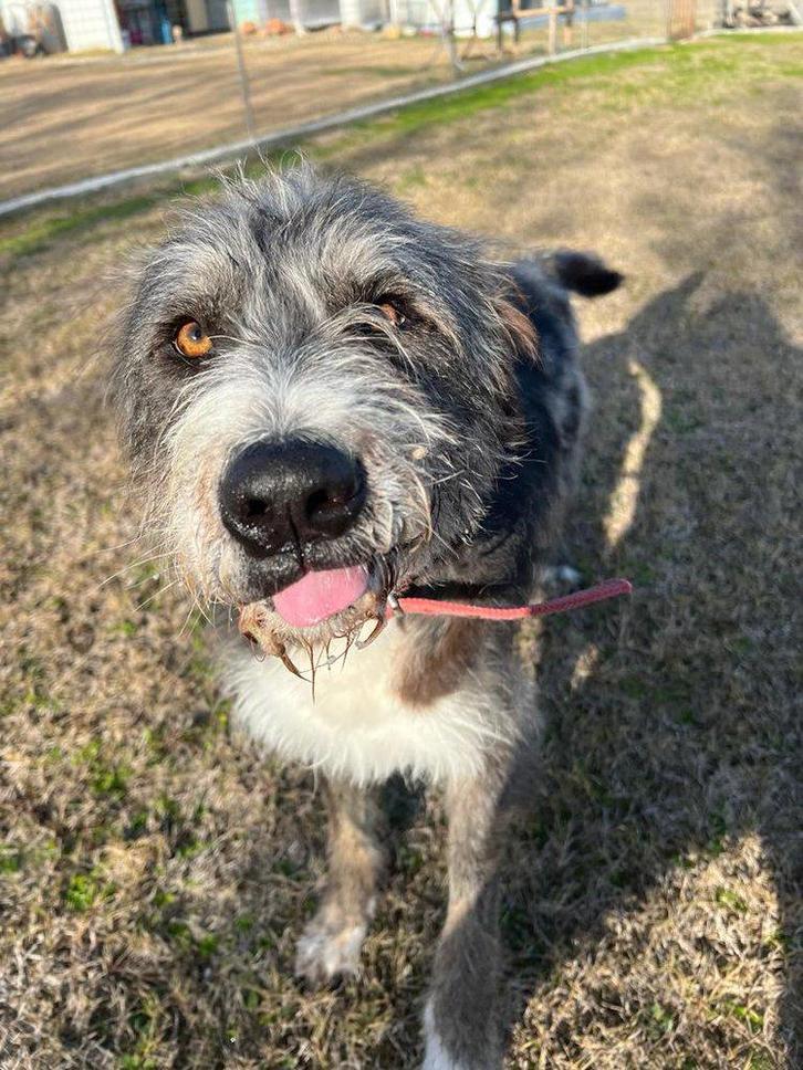 Lieve Pierro op zoek naar een thuis, Dieren en Toebehoren, Honden | Niet-rashonden, Groot, Reu, Particulier, Eén hond, Buitenland
