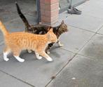Super lieve kittens, Dieren en Toebehoren, Kater, 0 tot 2 jaar