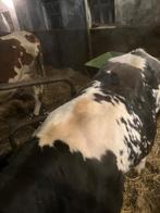 Stier kalf, Mannelijk, 0 tot 2 jaar